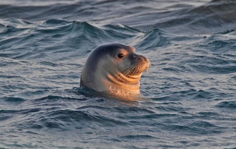 
К берегам Лимассола подплыл тюлень
