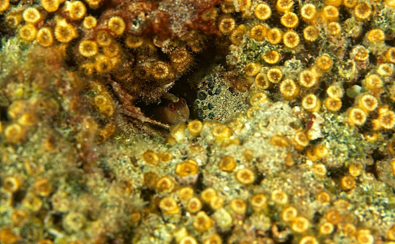 
Кипрские кораллы
