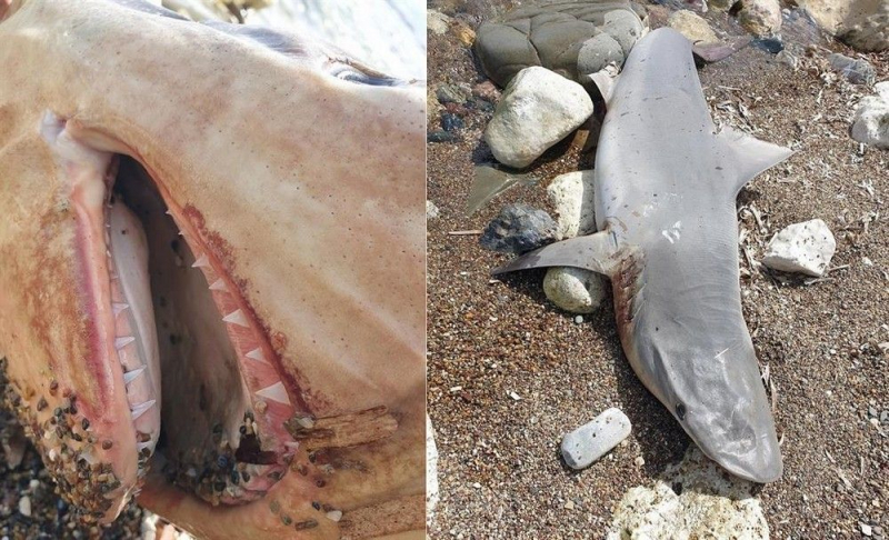 
У берега Нео Хорьо нашли песочную акулу
