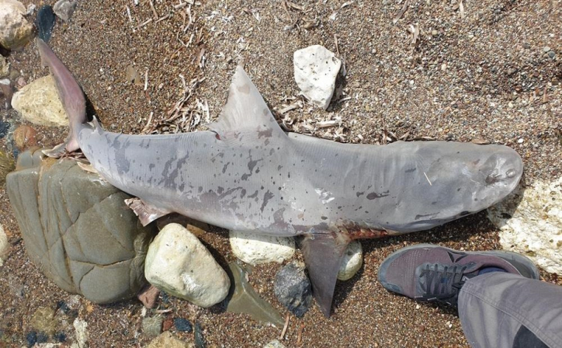 
У берега Нео Хорьо нашли песочную акулу
