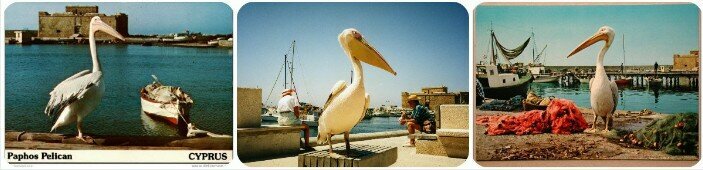Умер розовый пеликан Кокос — звезда набережной Пафоса