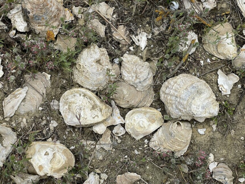 Ущелье Каккаристра — гигантское кладбище доисторических морских раковин на Кипре
