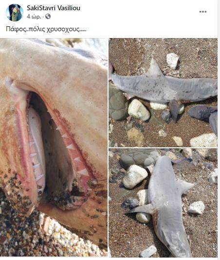 В Полисе на берег выбросило молодую мертвую акулу