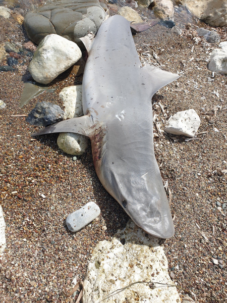 В Полисе на берег выбросило молодую мертвую акулу