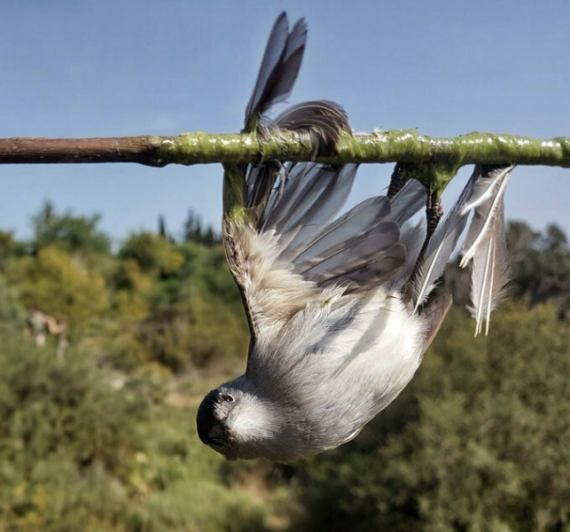 На Кипре зафиксирован значительный рост убийства птиц