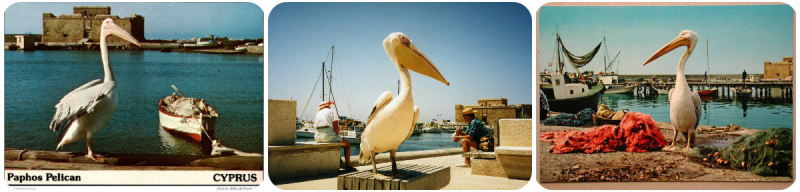 
Пеликан Кокос: символ Пафоса и самая гостеприимная птица острова
