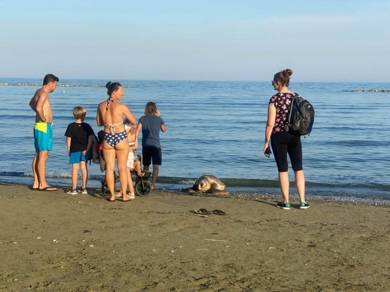 В деревне у Ларнаки выбросило на берег мертвую черепаху 