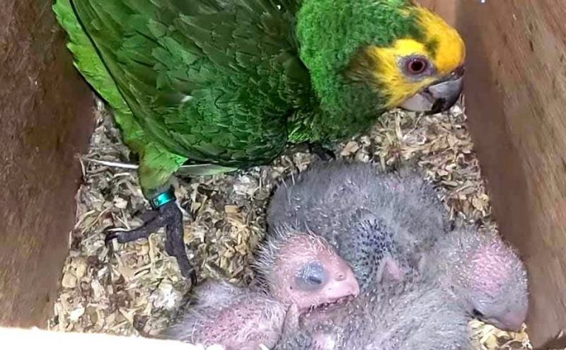 
В зоопарке Пафоса родились птенцы редкого попугая
