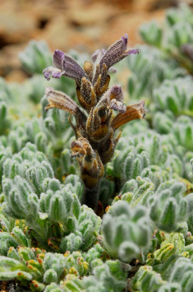 
Заразиха — редкий цветок Троодоса
