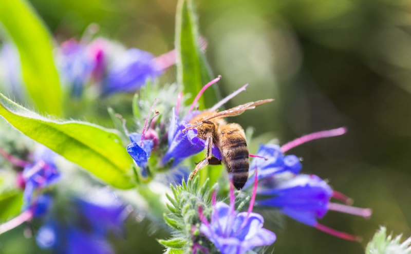 
Цветок эхиум, любимец кипрских пчел
