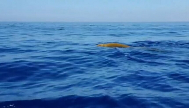 Это невероятно! Малоизученный вид кита, был замечен у берегов Кипра
