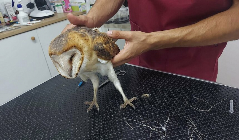 Кипрские зоозащитники спасли «милоту» от мучительной смерти. Фото