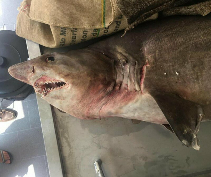 На Северном Кипре выловили мёртвую акулу