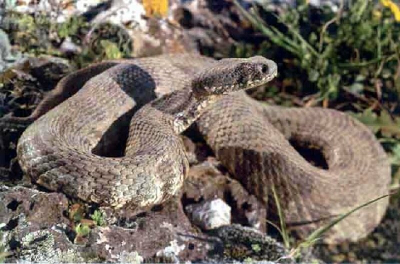 Осторожно, змеи! Засуха сделала кипрских змей агрессивными