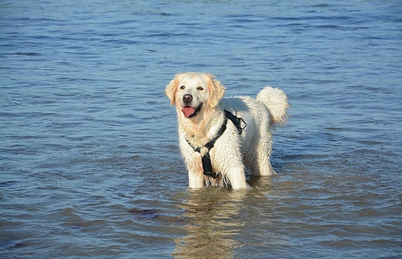 
Собаки на пляжах: купать или не купать?
