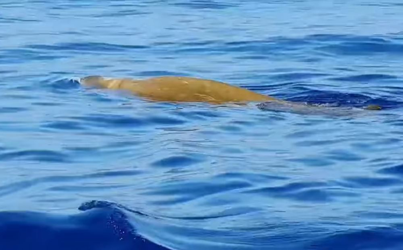 
У берегов Кипра заметили китов-клюворылов
