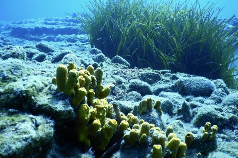 Новый риф для дайвинга и сноркелинга в Ороклини назвали в честь морской богини