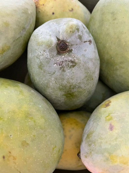 На Кипре подходит к концу сезон "короля фруктов" - манго