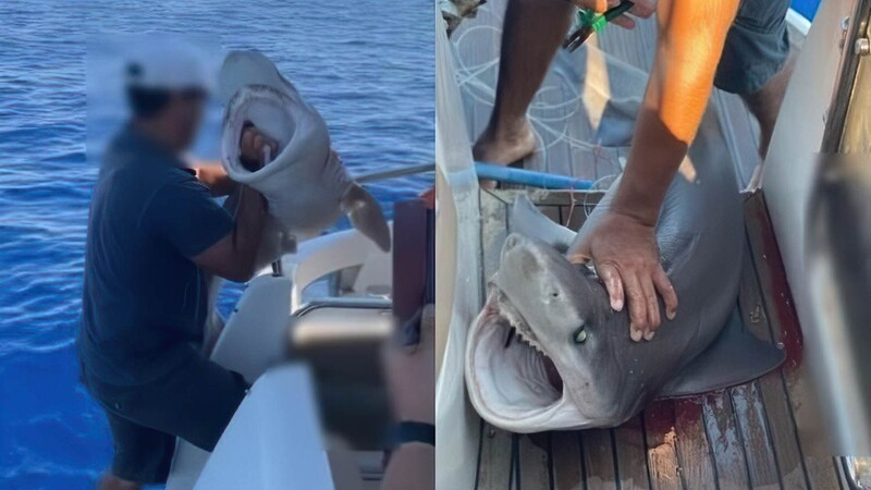 В Ларнаке поймали акулу