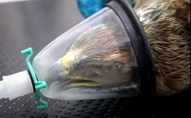 
Жители Пахны спасли раненого орла
