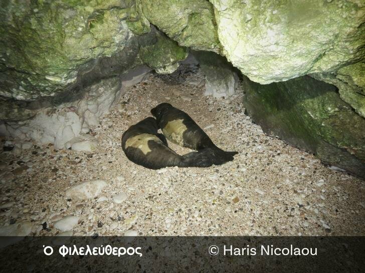 На Кипре родились два тюленя Монаха