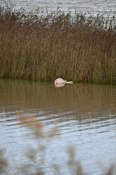 На озере в Паралимни обнаружен труп розового фламинго