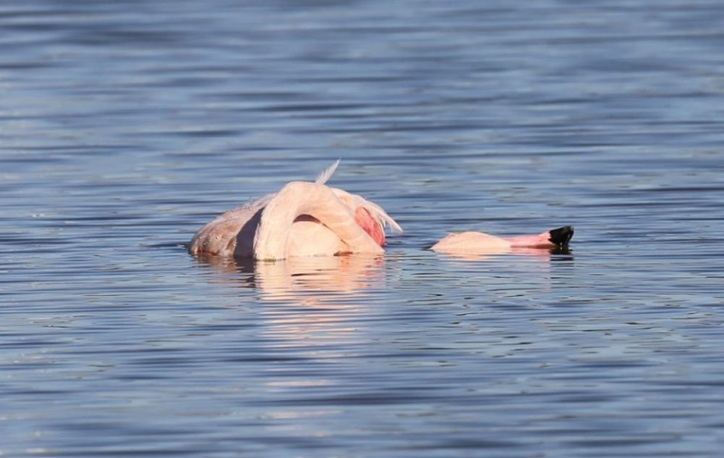 
Смерть фламинго из-за свинца

