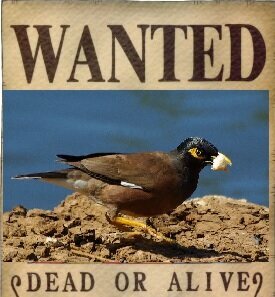 Внимание! На Кипре появились птицы-убийцы майны! Они представляют опасность даже для человека