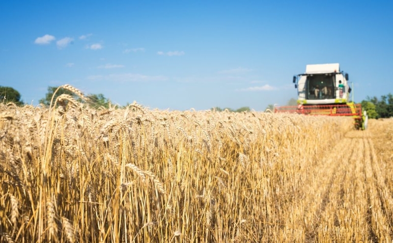 
Дефицит зерна: решение проблемы найдено
