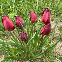 На Кипре расцвели тюльпаны