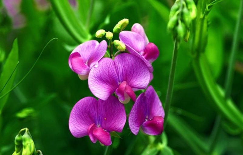 
«Орхидея» из семейства бобовых

