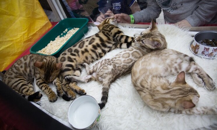 Российским кошечкам и котам запретили участвовать в международных выставках