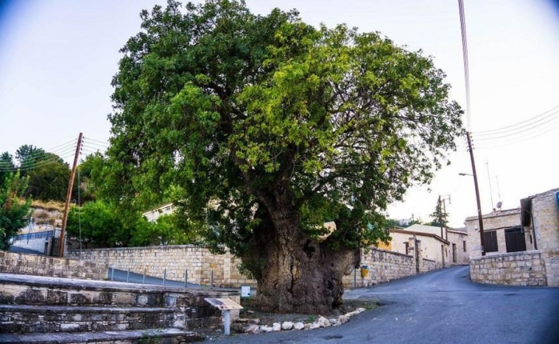 
Дерево св. Георгия возрастом 1500 лет
