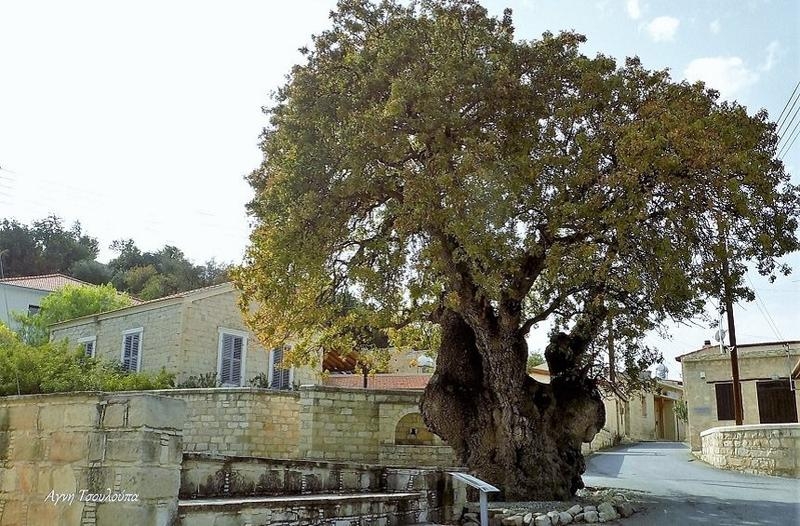 
Дерево св. Георгия возрастом 1500 лет
