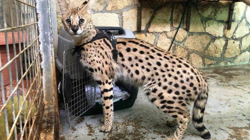 Кошка, атаковавшая трехлетнего мальчика, отправлена в зоопарк Лимассола