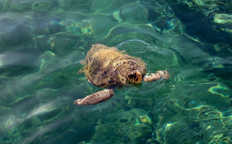 
Кормить морских черепах запрещено
