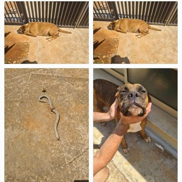 Собака мэра Айя-Напы умерла от укуса змеи