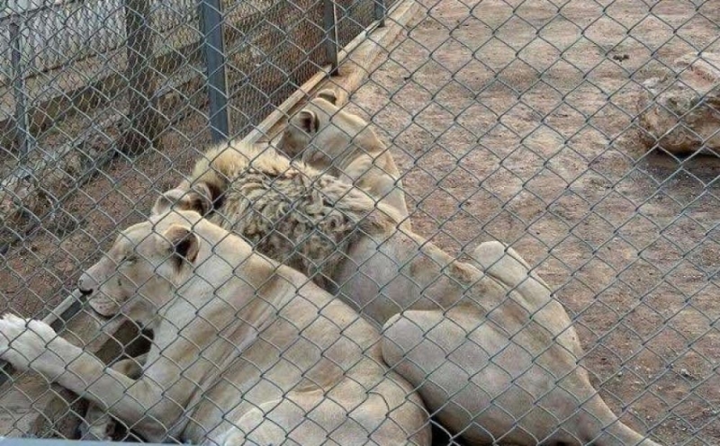 
На Кипре закроют все зоопарки?
