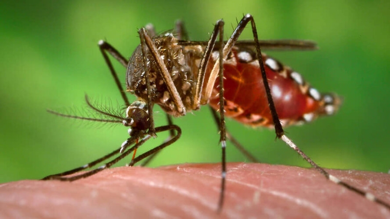 Ларнака стала рассадником опасных комаров вида Aedes aegypti