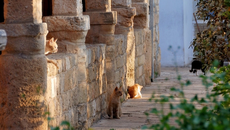 
Кошки монастыря Святого Николая
