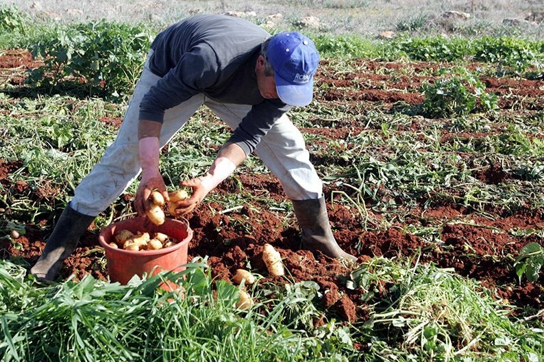 На Кипре снова выросли цены на картофель