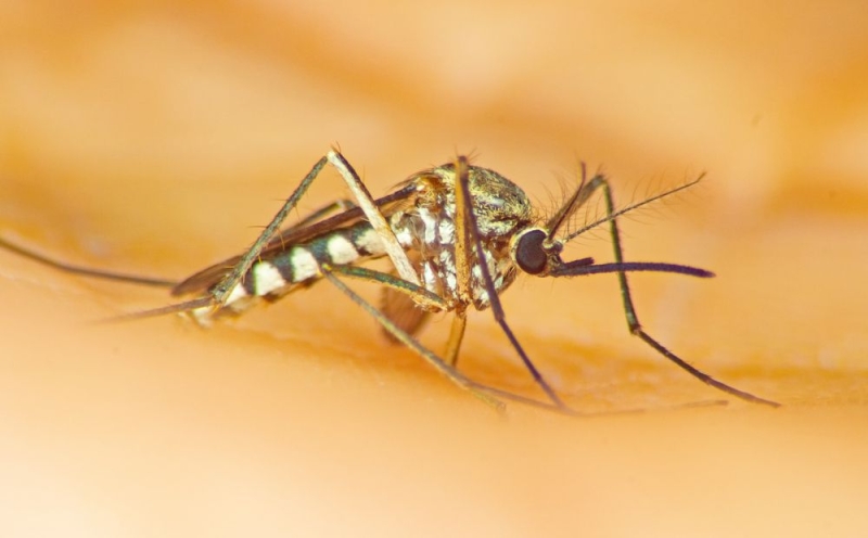 
В Като Полемидии – обработка от тигровых комаров
