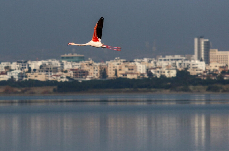 На Кипр прилетели сотни розовых фламинго