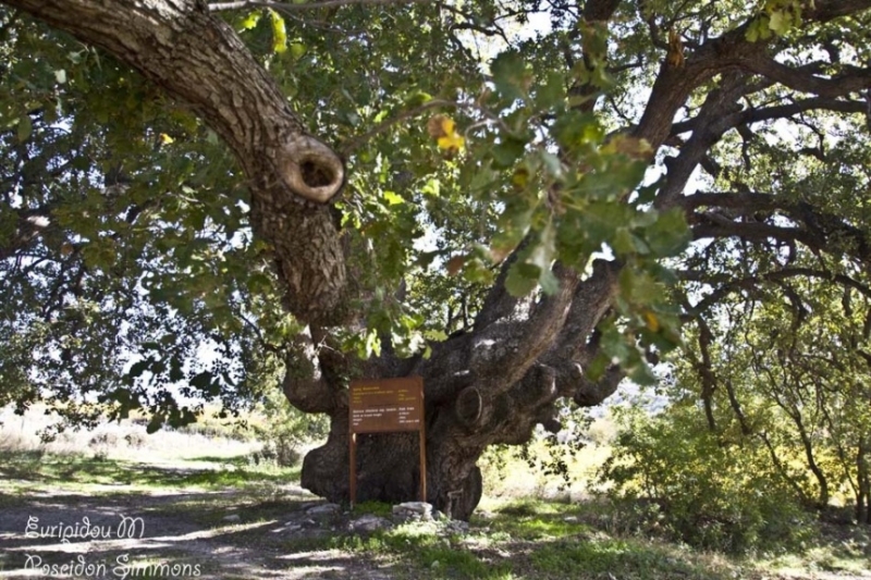 Королевский дуб на полпути из Лимассола в Троодос