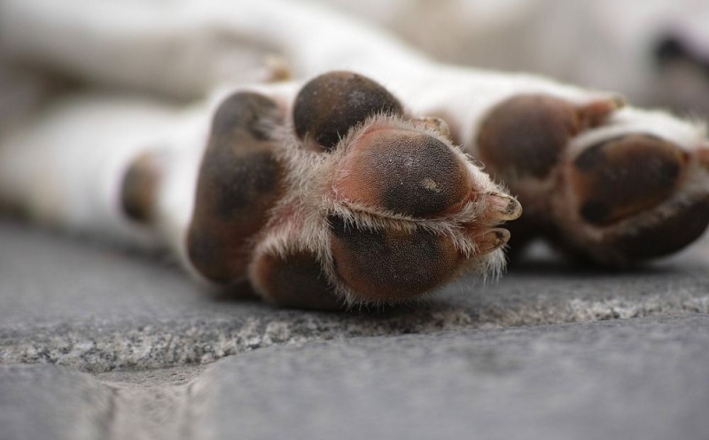 
В Канду с попустительства администрации погибла собака?
