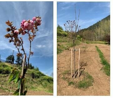 В деревне Кампос на Кипре зацвела сакура