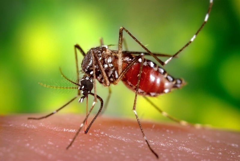 На Кипре запущена пилотная программа по снижению популяции кровососущих комаров