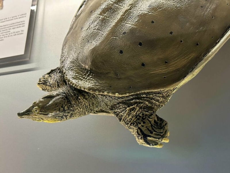 Музей черепах Иния-Лара в округе Пафос