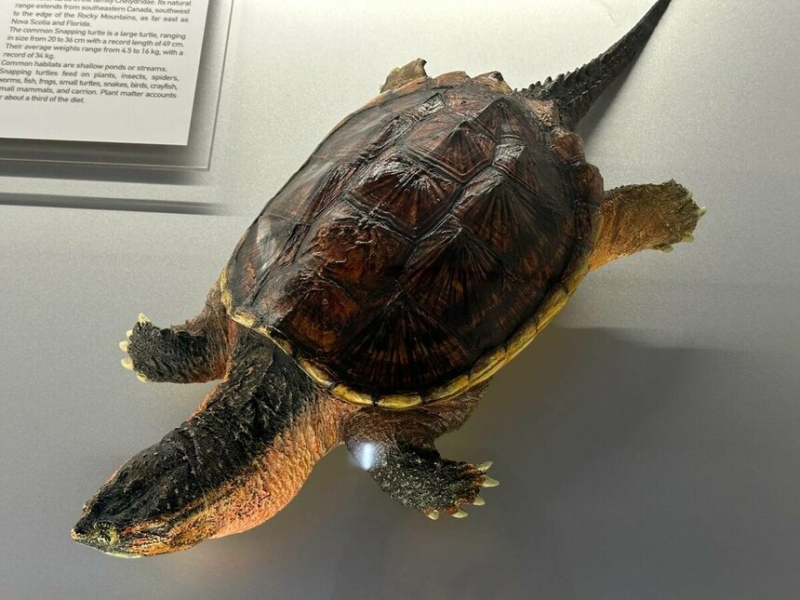 Музей черепах Иния-Лара в округе Пафос