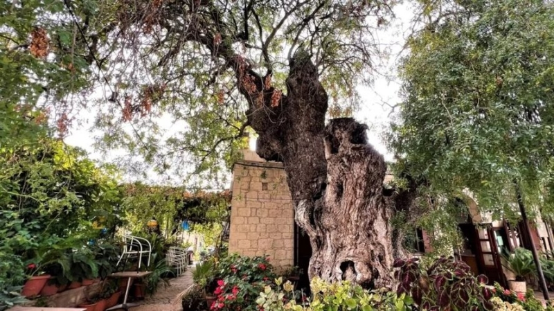 В Пафосе появились "умные" деревья